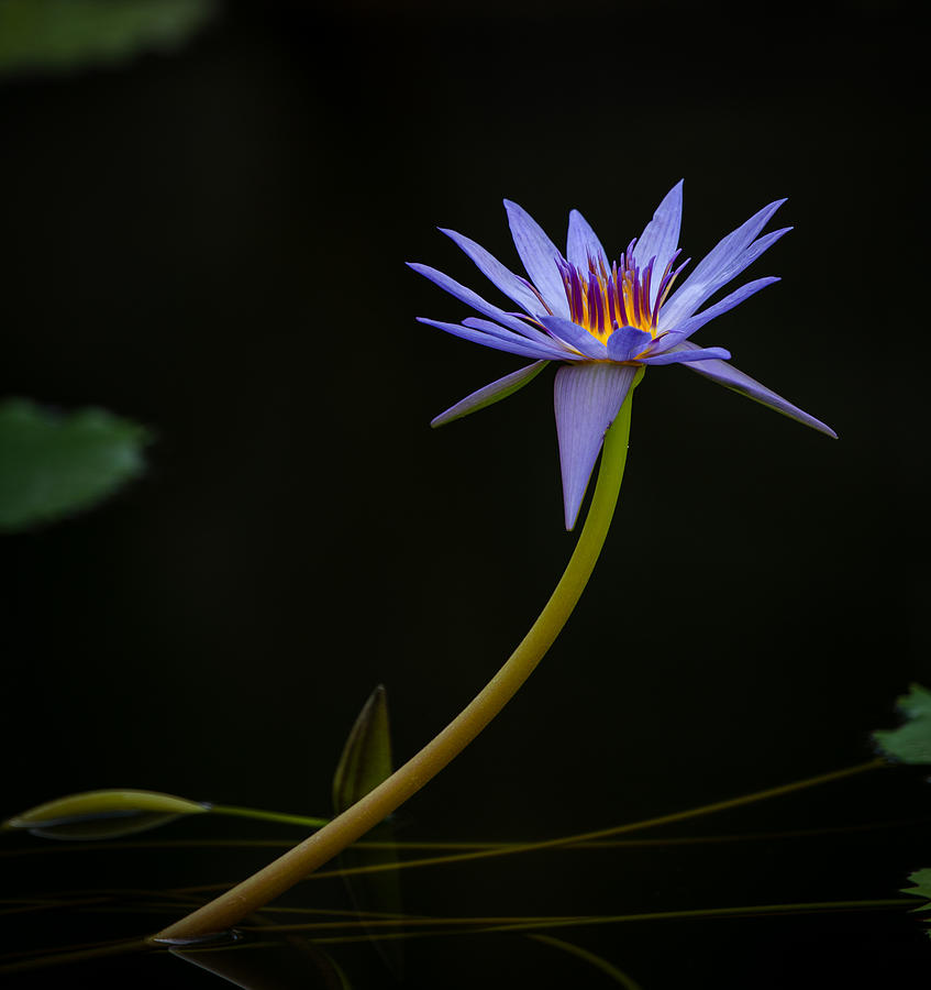 Tropical Water Lily Photograph by Sirou.minami
