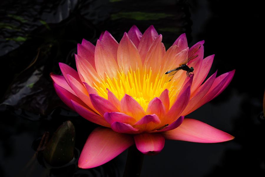 Tropical Water Lily with Dragon Fly by Catherine Trevor-Roberts Tropical Water Lily with Dragon Fly by Catherine Trevor-Roberts