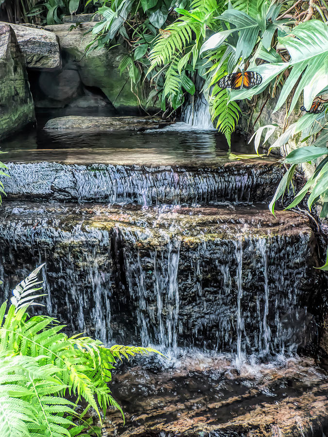Tropical Waterfall With Butterflies Photograph by Leslie Montgomery