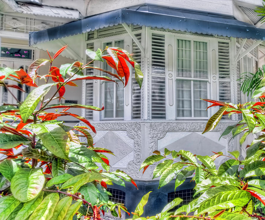 Tropical Windows Photograph by Nadia Sanowar