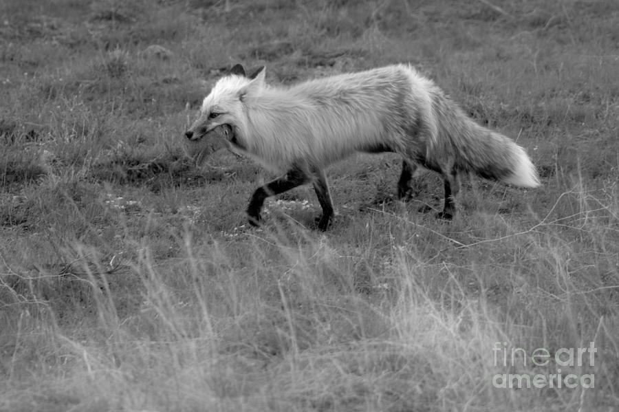 Trotting Home With Dinner Black And White Photograph by Adam Jewell