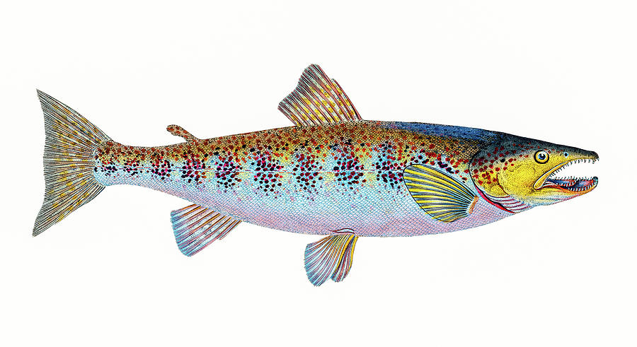 Trout Fish Drawing by David Letts