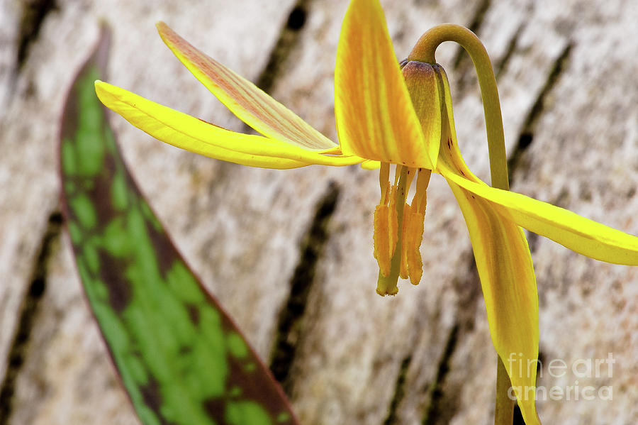 Trout Lily Native Michigan Spring Wildflower Photograph by Mark Graf