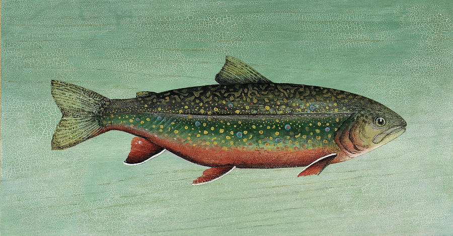 Fish Painting - Trout by Lisa Audit