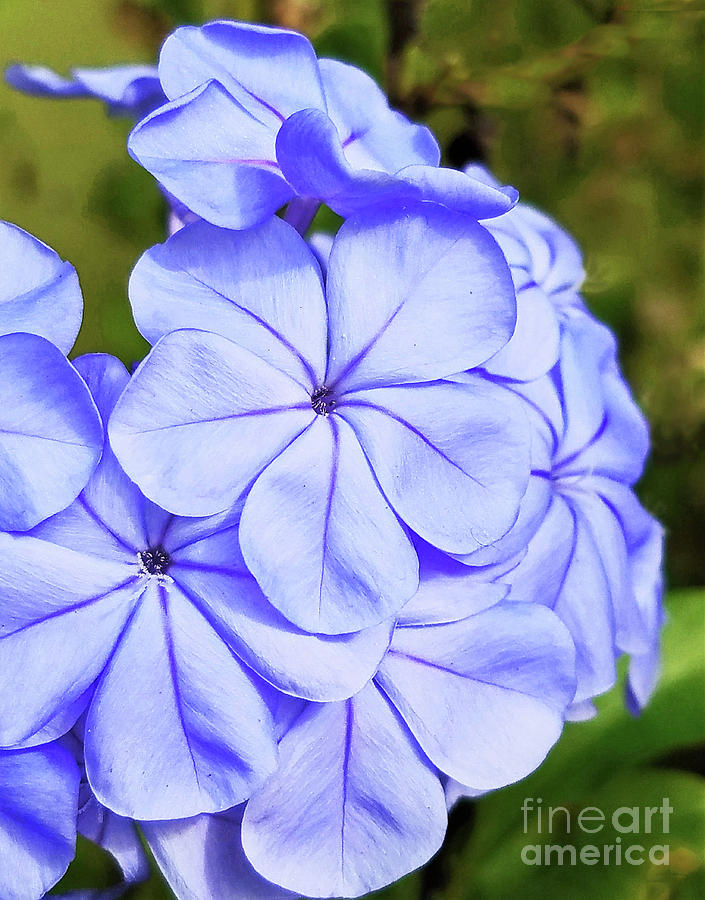 True Blue Flower 300 Photograph by Sharon Williams Eng