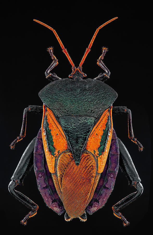 True Bug by Gary Shepard True Bug by Gary Shepard