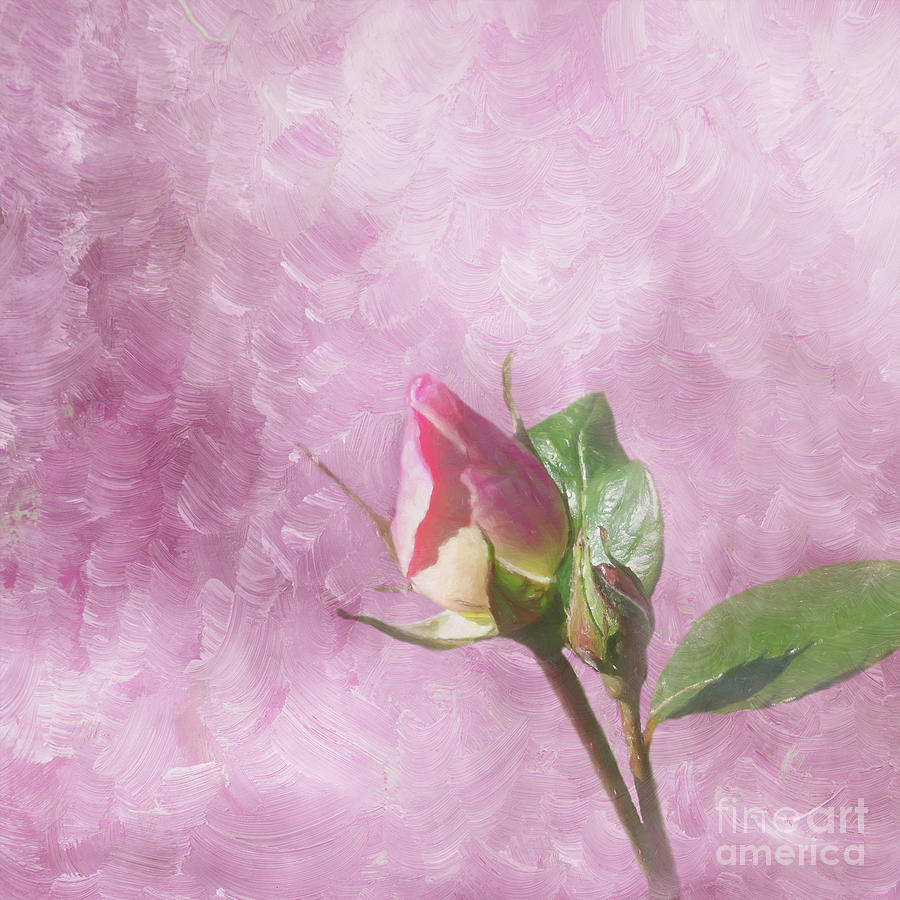 Rose Digital Art - True Love by Elisabeth Lucas