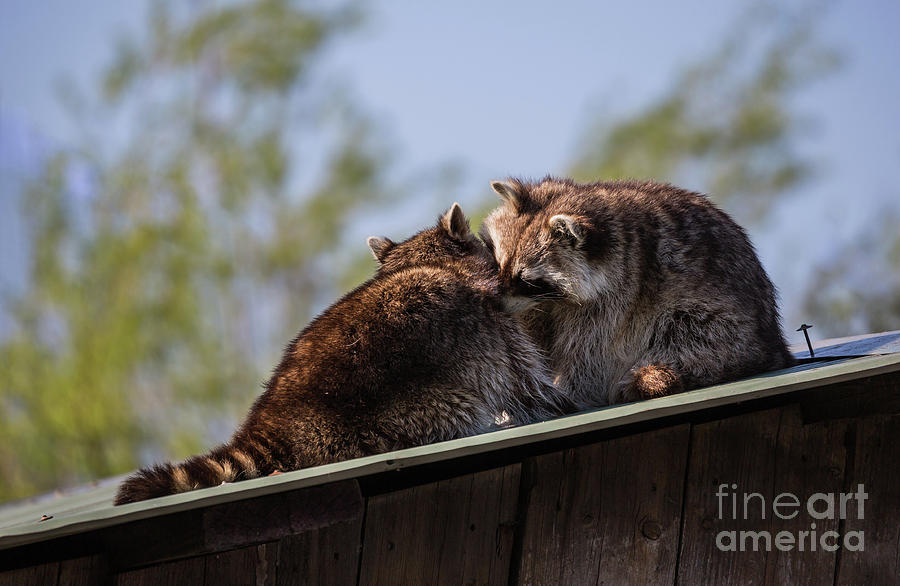 Raccoon Photograph - True Love by Eva Lechner