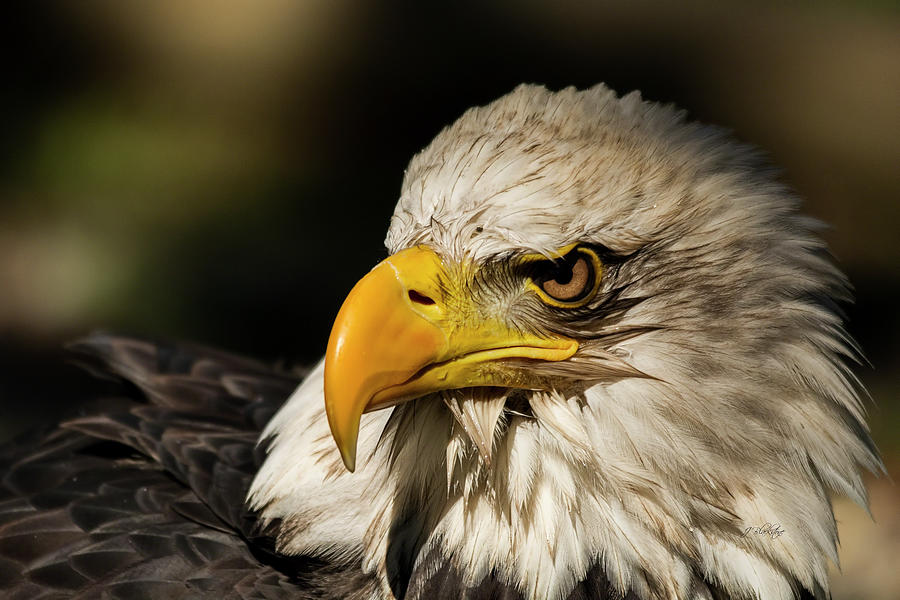 True Strength - Eagle Art Photograph by Jordan Blackstone