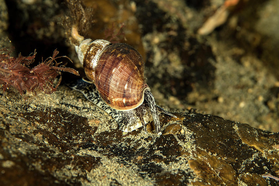 True Whelk Sea Snail On Rock. Tasiilaq, East Greenland. Photograph by ...