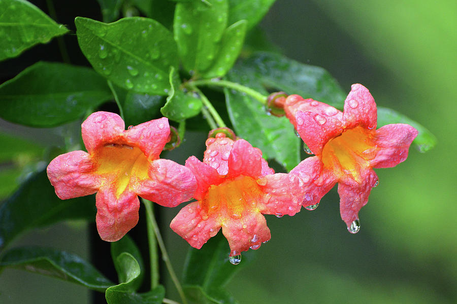 Trumpet Vine Flowers Photograph by Jerry Griffin