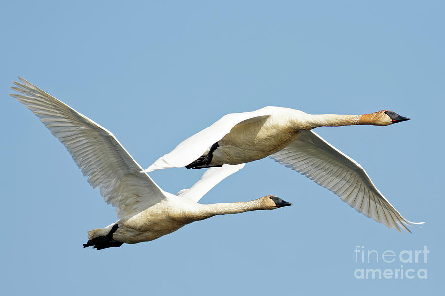 Trumpeter Pair in Flight Photograph by Natural Focal Point Photography