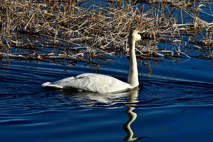 Trumpeter Swan 0538 Photograph by Michael Peychich - Fine Art America