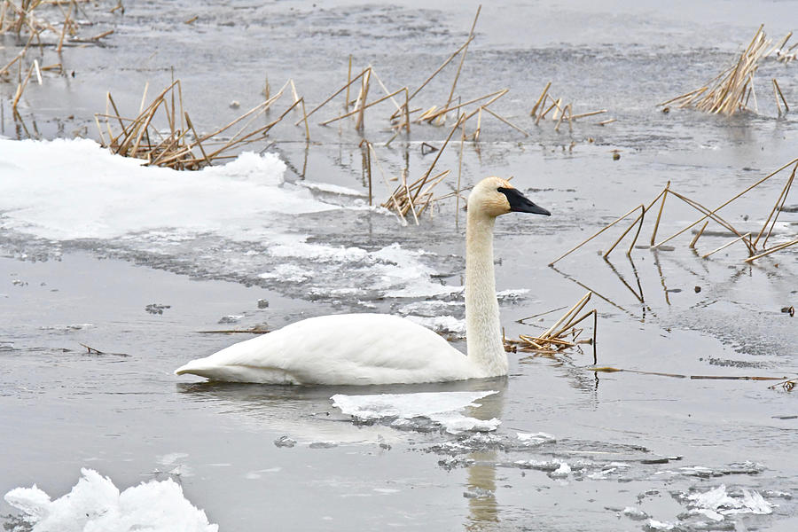 Trumpeter Swan 1335 Photograph by Michael Peychich