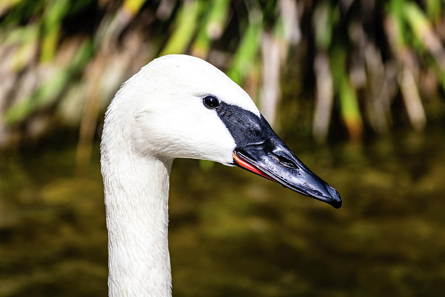 Trumpeter Swan Photograph