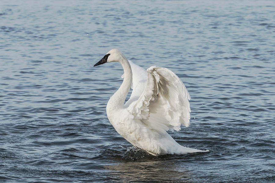 Swan Photograph - Trumpeter Swan Display by Patti Deters