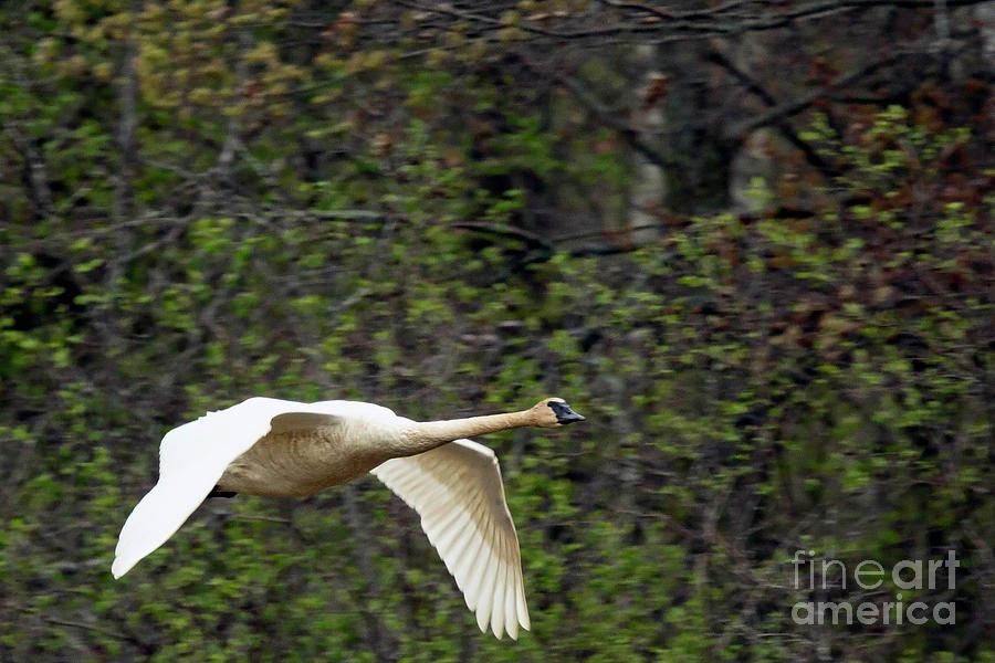 Trumpeter Swan Flight Photograph by Natural Focal Point Photography