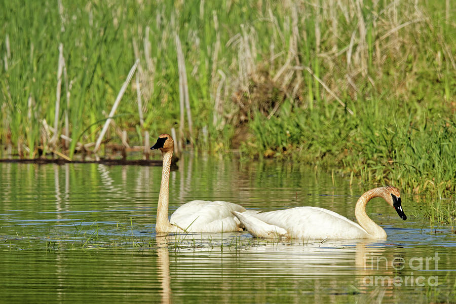 Trumpeter Swan in the Minnesota Refuge Photograph by Natural Focal Point Photography
