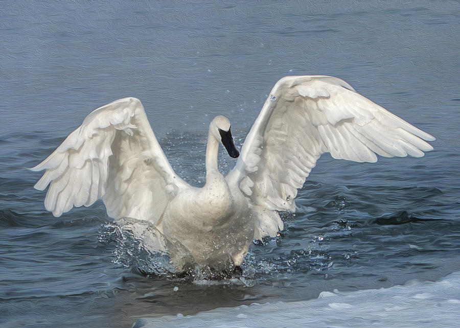 Trumpeter Swan Splash Photograph by Patti Deters