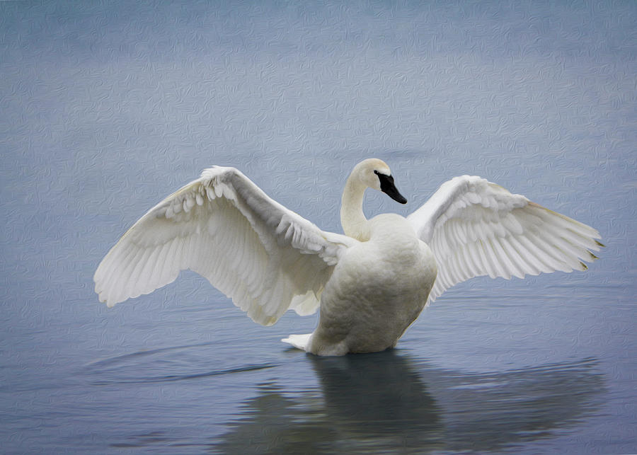 Trumpeter Swan - Stretch Photograph by Patti Deters