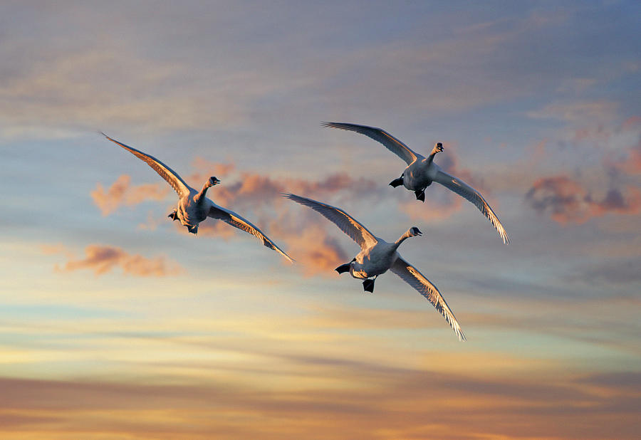 Trumpeter Swan Trio Flying, Magness Lake, Arkansas Photograph by Tim Fitzharris