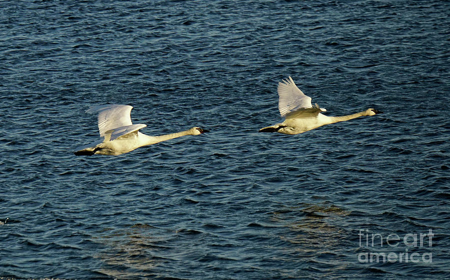 Trumpeter Swans Photograph by Charline Xia