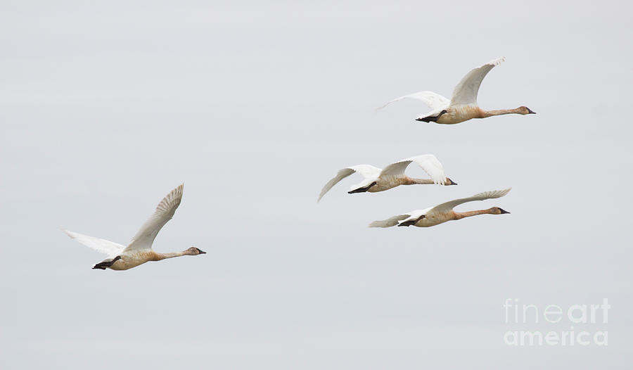 Trumpeter Swans Flying Photograph by Jeannette Hunt