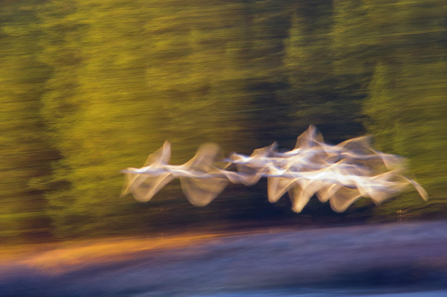 Trumpeter Swans In Flight Photograph by Jeff Foott