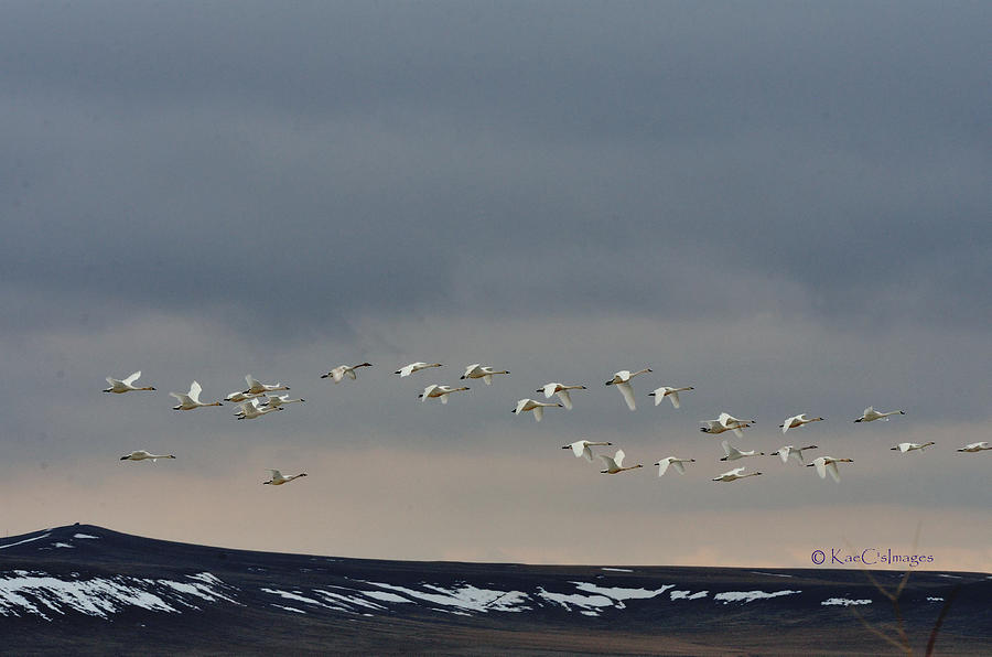 Trumpeter Swans Over Freezout Photograph by Kae Cheatham