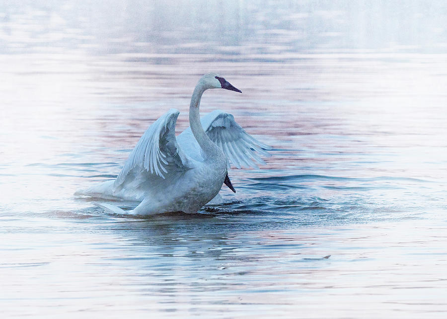 Trumpeter Swans  Photograph by Rosette Doyle