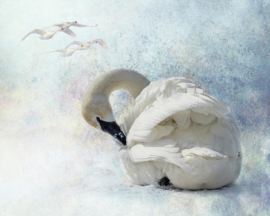 Trumpeter Textures #2 - Swan Preening by Patti Deters Trumpeter Textures #2 - Swan Preening by Patti Deters