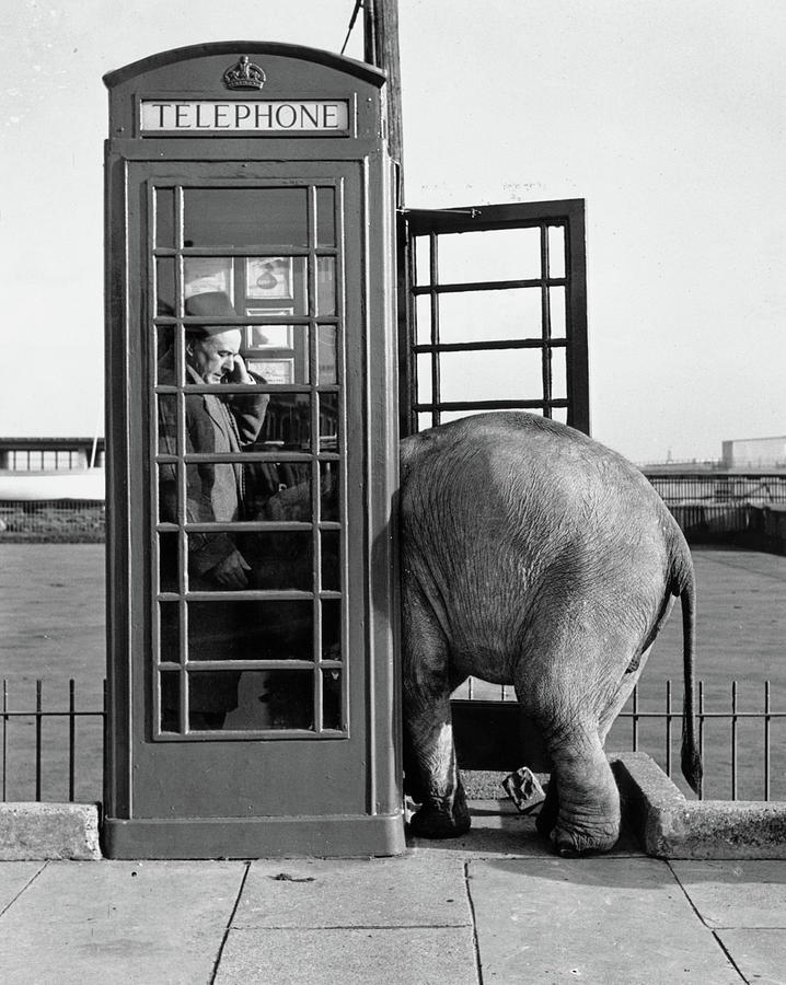 Trunk Call Photograph by John Drysdale Trunk Call Photograph by John Drysdale