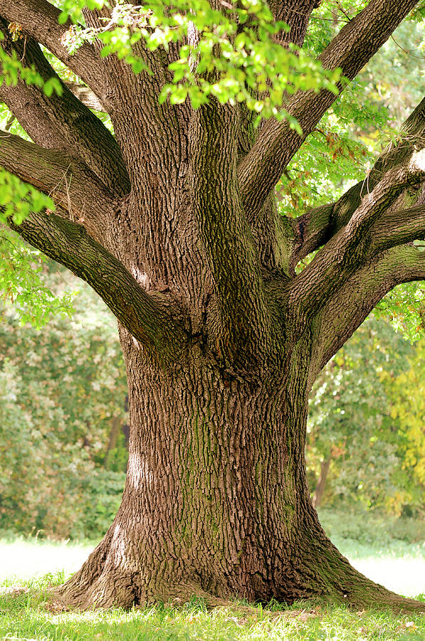 Trunk Close-up Of Old Oak Tree In Late Photograph by Sieboldianus