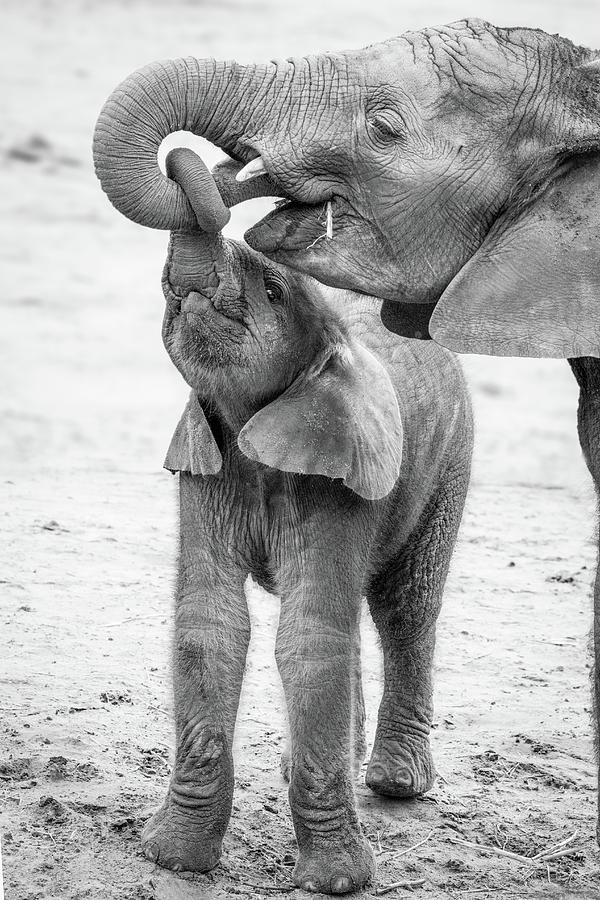 African Elephant Photograph - Trunk lock by RT Photography