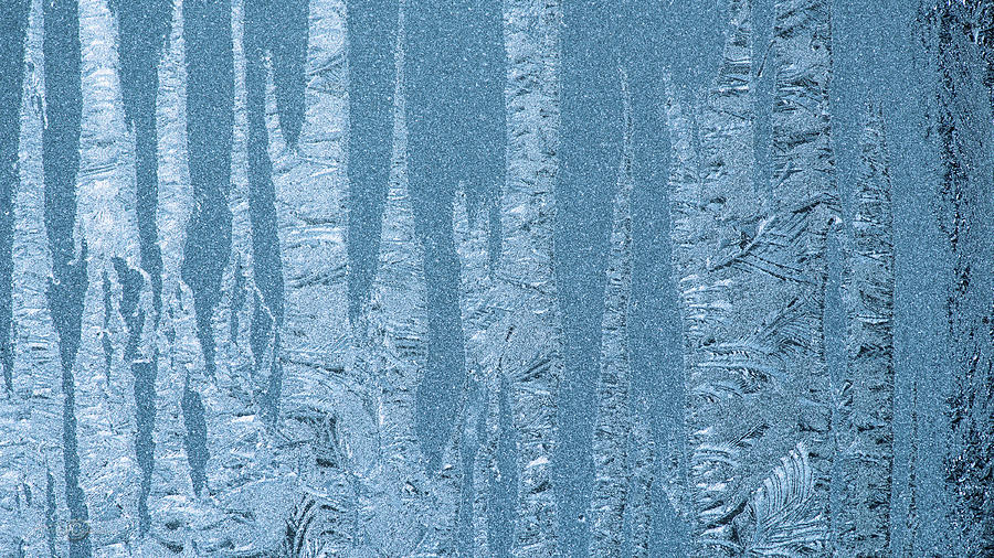 Trunks pattern Photograph by Torbjorn Swenelius