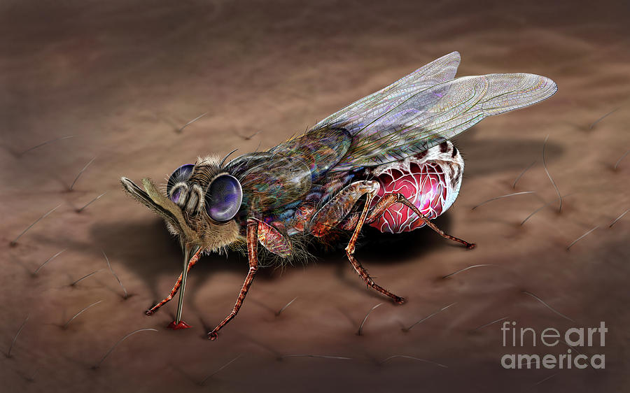 tsetse-fly-photograph-by-keith-chambers-science-photo-library-pixels