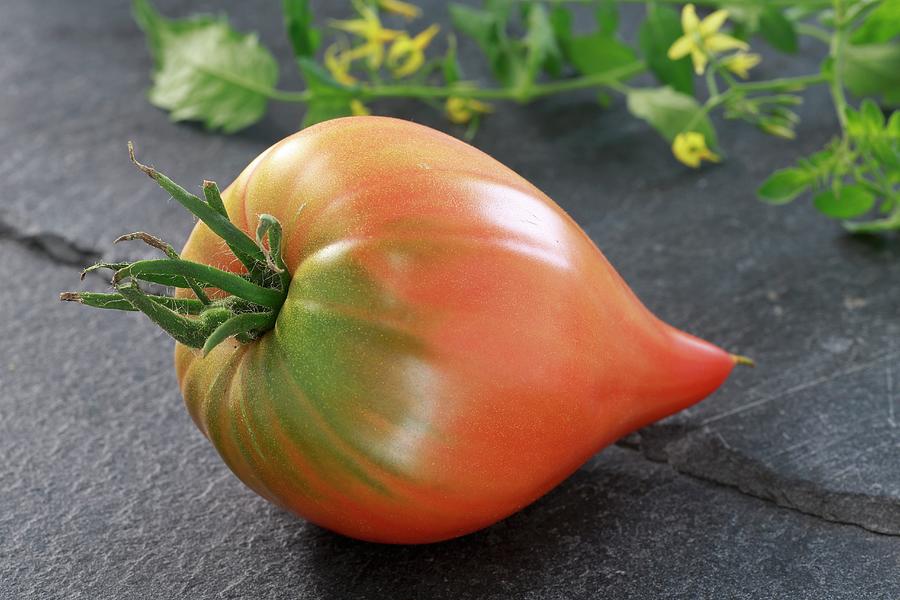 Tton De Vnus Tomatoes Photograph by Albert Fritz