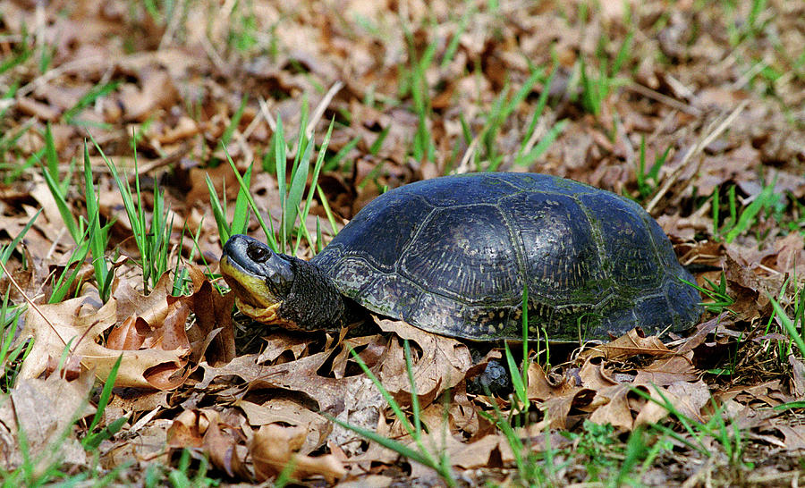 TU1 Blanding's Turtle Photograph by Judy Syring - Fine Art America