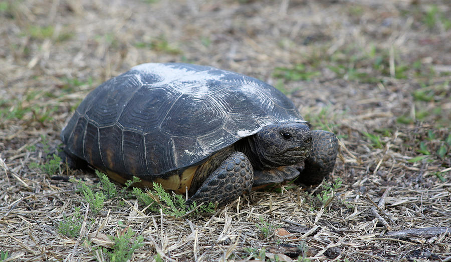 TU4 Gopher Tortoise Photograph by Judy Syring - Pixels