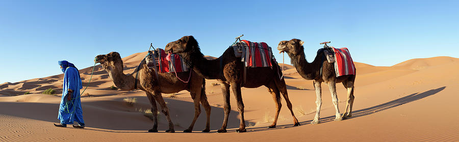 Tuareg Man & Camel, Sahara Desert Photograph by Peter Adams