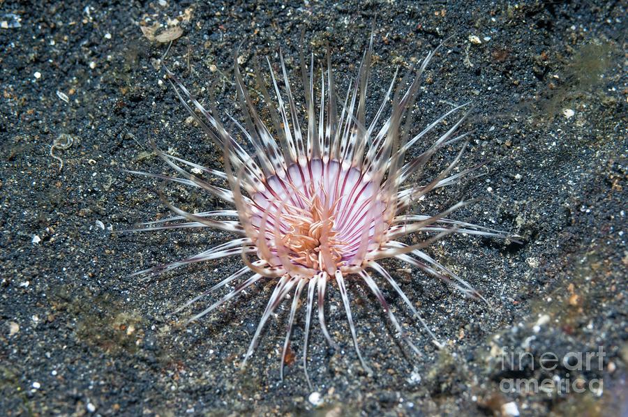 Tube Anemone Photograph by Georgette Douwma/science Photo Library