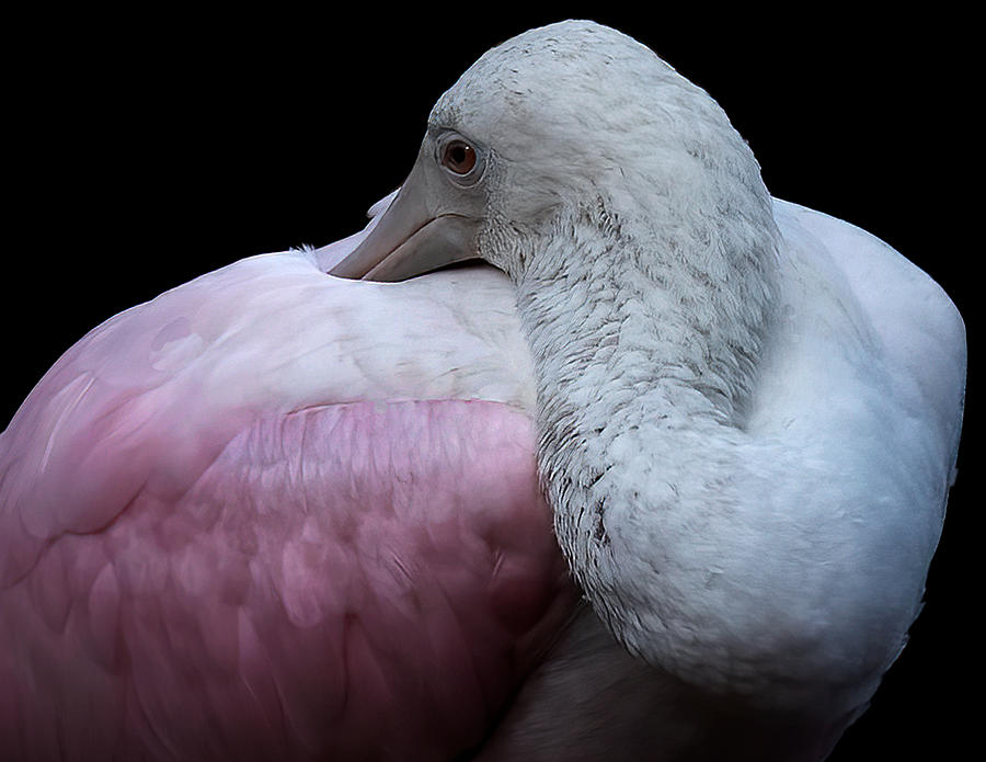 Spoonbill Photograph - Tucked In by Jon W Wallach