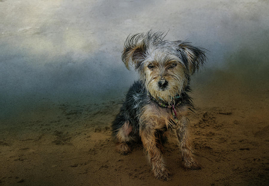 Tucker on the Beach Photograph by Barbara Manis