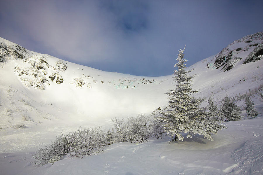 Winter Photograph - Tuckerman Ravine Winter Tree by White Mountain Images