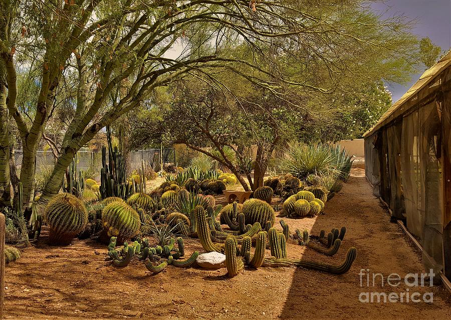 Tucson Cactus Farm Photograph By Suzanne Wilkinson