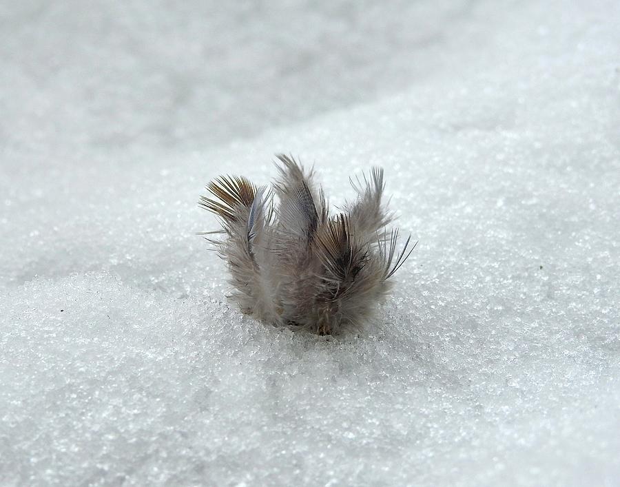 Tuft of Feathers in Snow Photograph by Carmen Macuga Fine Art America
