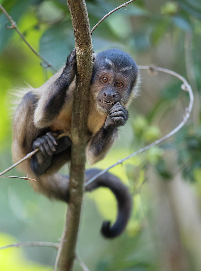 Tufted Capuchin Photograph by Max Waugh