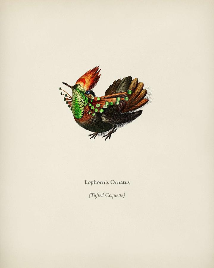 Tufted Coquette  Lophornis Ornatus illustrated by Charles Dessalines D Orbigny  1806 1876  4 Painting by Celestial Images