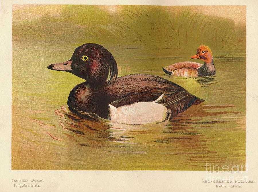 Tufted Duck Fuligata Cristata Drawing by Print Collector