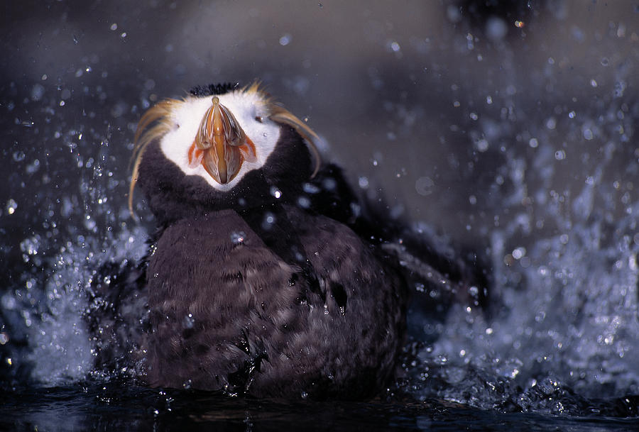 Tufted Puffin Bathing  Fratercula Photograph by Nhpa